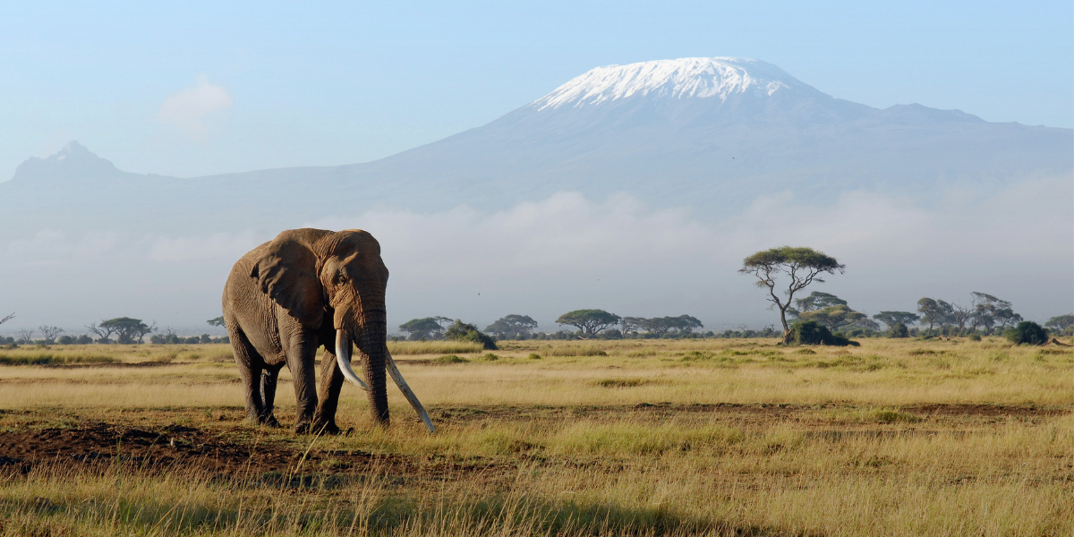 Africa-Elepahnt image